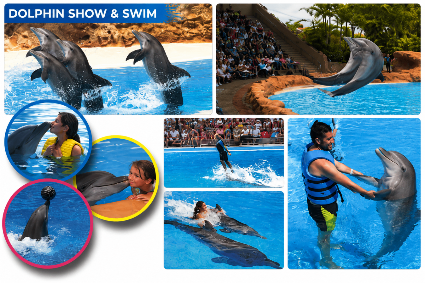 Dolphin Show & Swim excursion in Side, Antalya